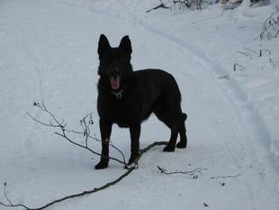 May 14, 2005-Greater Chicago Schutzhund Club-IL