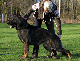 September 29, 2002-Evergreen German Shepherd Dog Club-WA