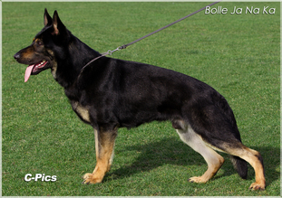 October 23, 2004- Lincolnwood German Shepherd Dog Training Club-IL