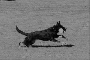 April 27, 2008-Rand Park Dog Training Club-IL