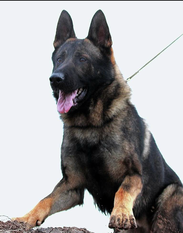 December 15, 2006-NW Obedience Club-IL