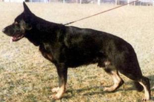 August 27, 2010 -Blitzen Agility Trial-IL