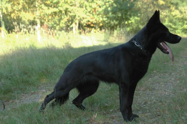 September 12-2004-THIRD PLACE in Lincolnwood Dog Training Clubs Annual Obedience Trial-IL)