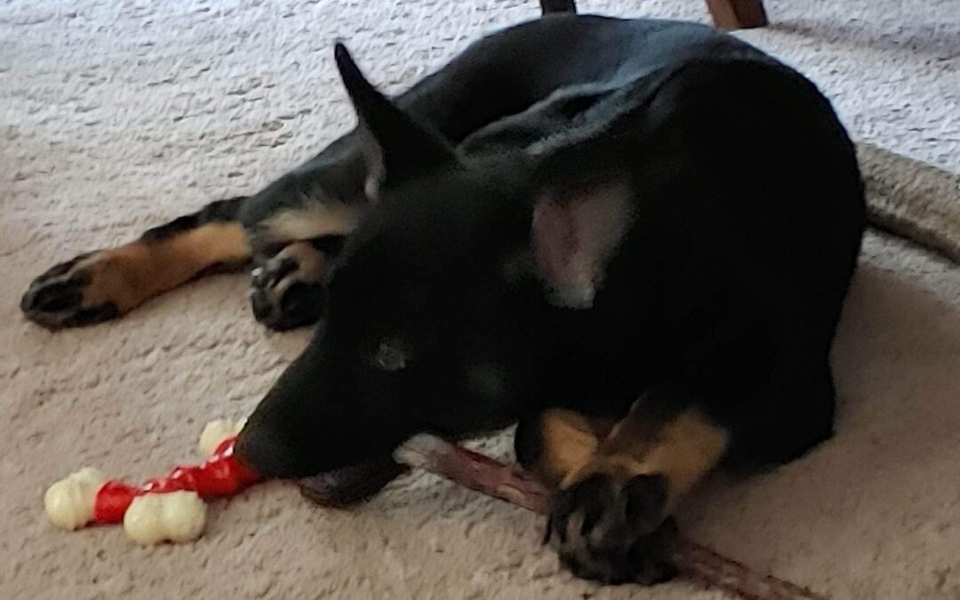 June 9, 2001-Mtn. Empire SchH Club-VA