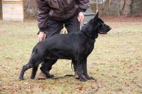 June 24-26-Penn-Ohio Working Dog Club-PA