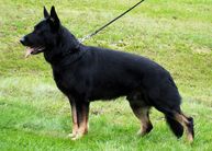 May 20, 2006-Forrest City Dog Training Club-IL