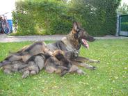 September 4, 2000-Dutch East SchH Club-Virginia