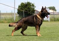 May 11, 2013-Lyons Township Dog Training Club-IL