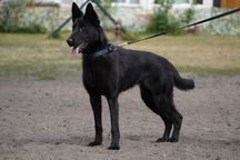 February 10-11, 2001-Jefferson County SchH Assoc-Alabama-Southeastern Regional Championship