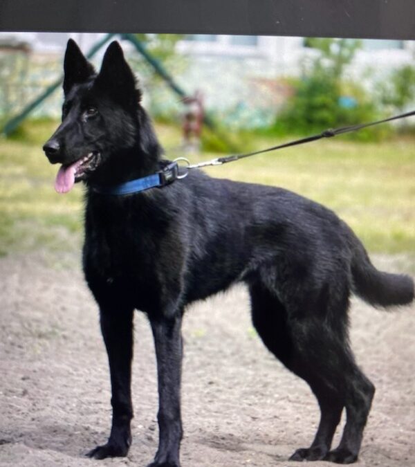 September 11-12-2004-St. Croix Valley SchH Club-WI