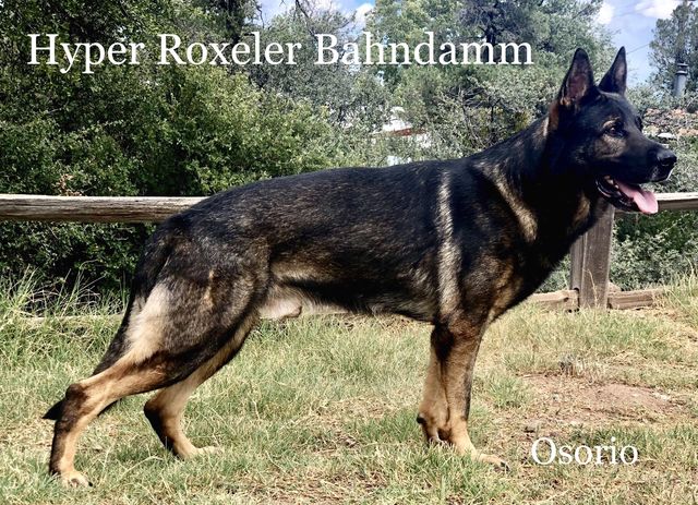 April 28, 2013-Rand Park Dog Training Club-IL