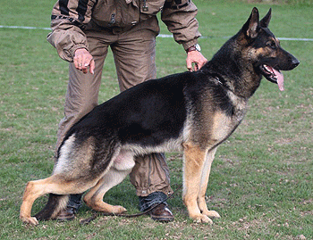 November 6, 1998- South Texas Working Dog Club