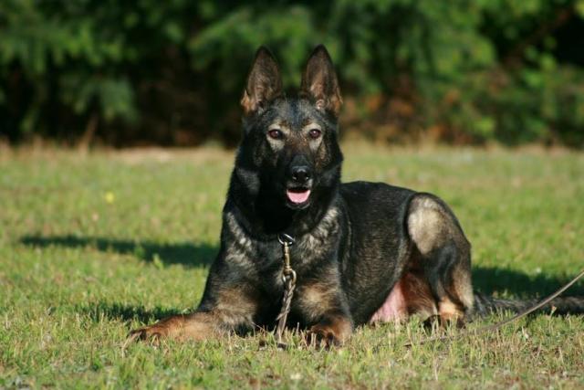 O.G. Inselstadt August 22, 1998