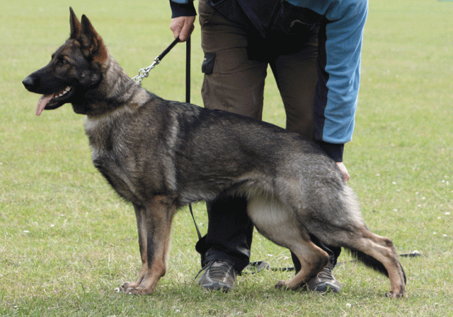 September 19, 2010, Chicago SchH Verein-IL