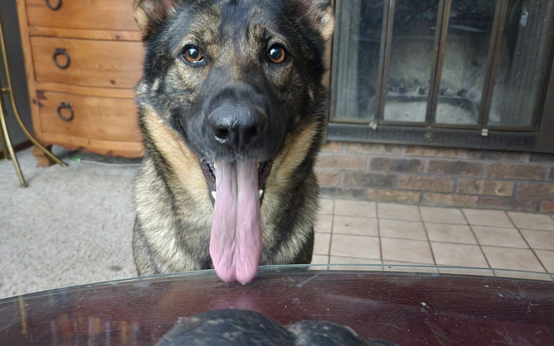 July 2001 Aztec Schutzhund Club-California