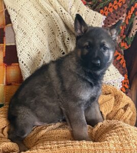 Man kneeling with a German Shepherd dog on grass.