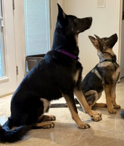 Man kneeling with a German Shepherd dog on grass.